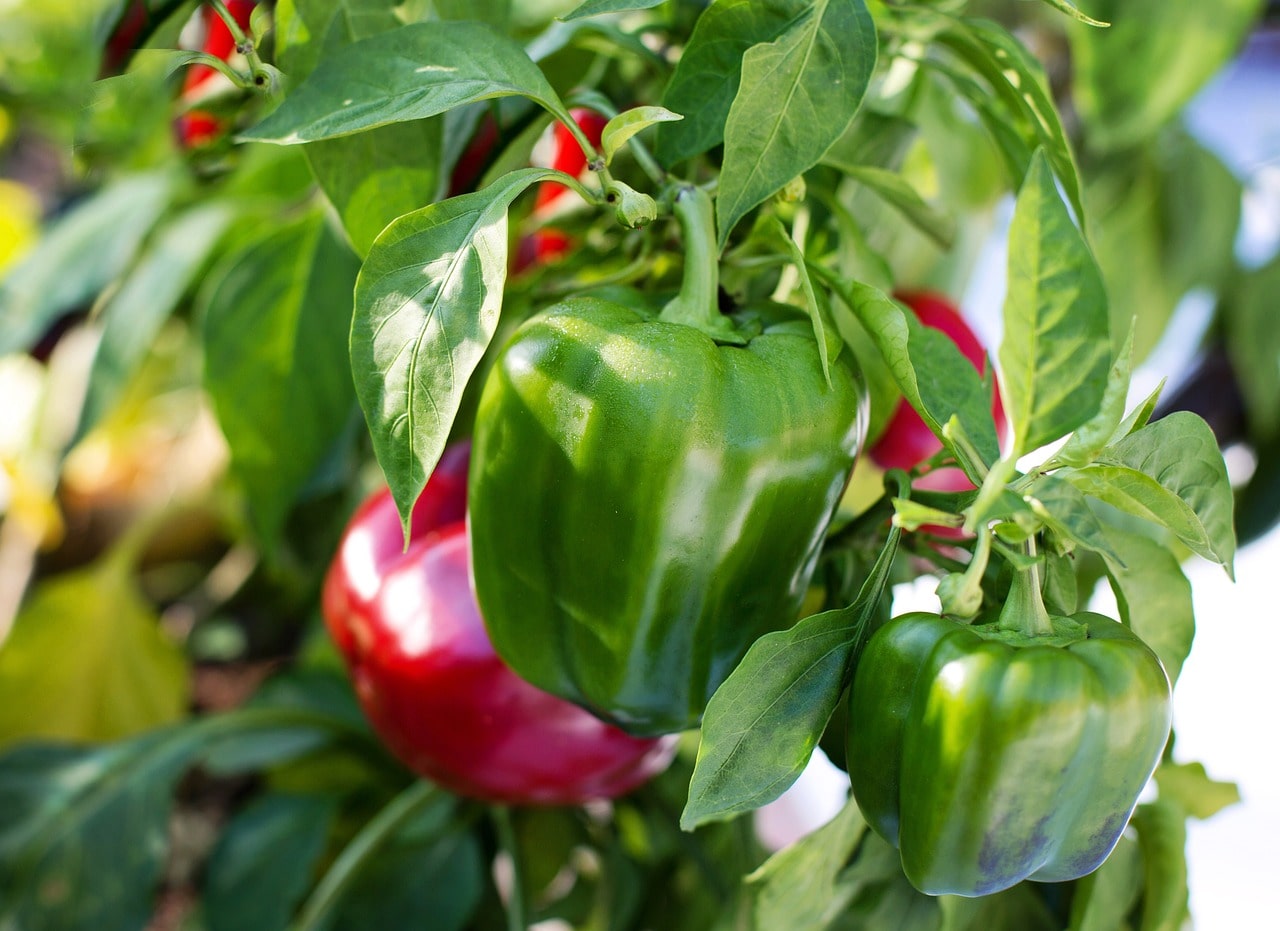 Domácí hnojivo na papriky: přírodní péče pro bohatou úrodu