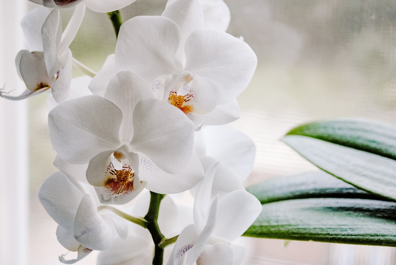 Domácí hnojivo pro orchideje: Přírodní péče pro zdravý růst