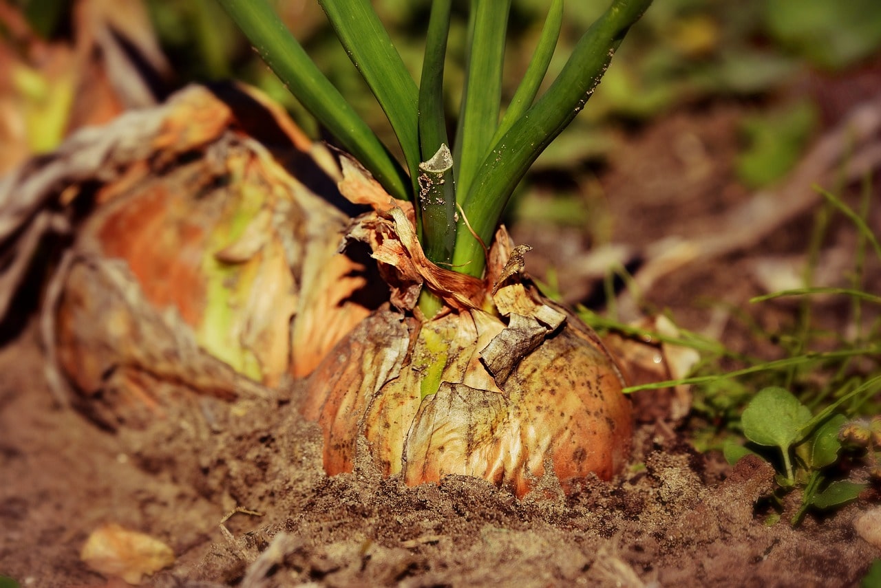 Jak přírodně hnojit cibuli