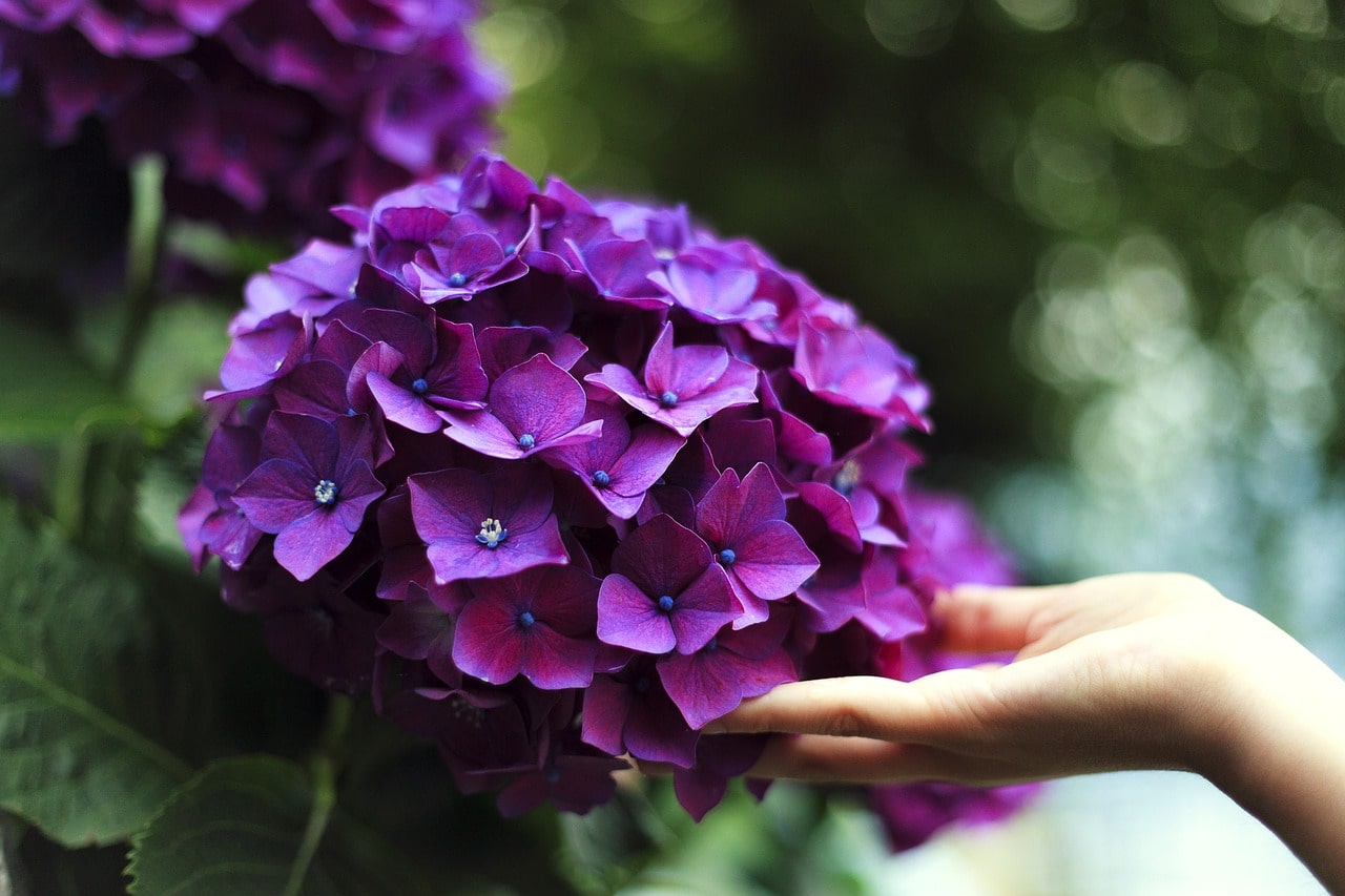Jak přírodně hnojit hortenzie, aby krásně kvetly 