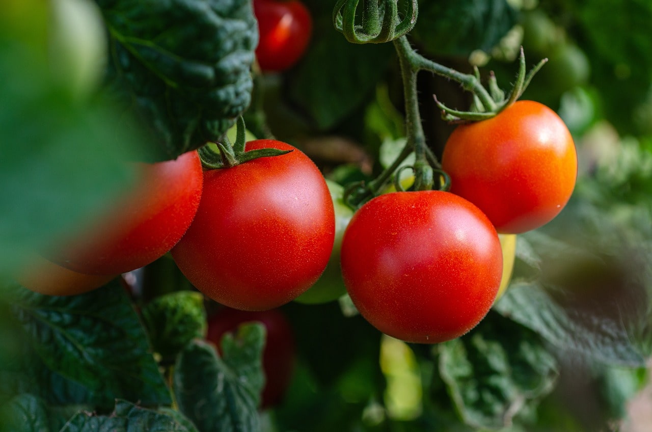 Jak přírodně hnojit rajčata, aby byla krásně červená