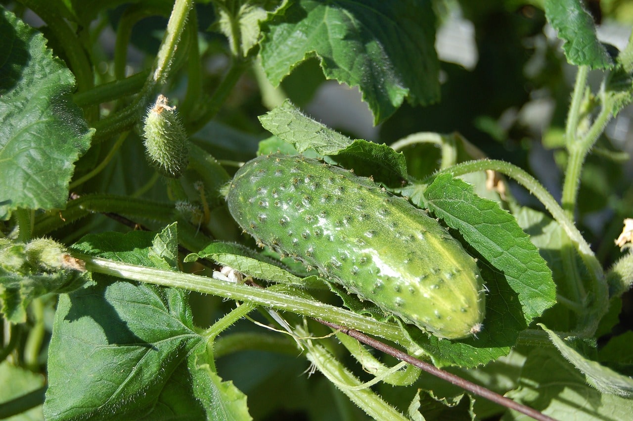 Jak přírodně hnojit okurky, aby zdravě rostly